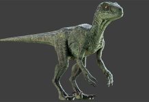 Course – Maya for Beginners Complete 3D Animation Masterclass Raptor Maya Rig 3d